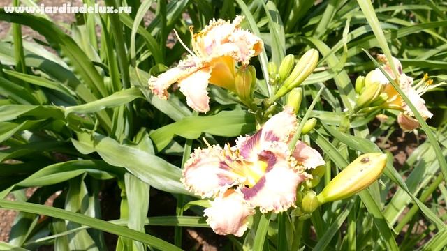 Цветение сортового лилейника SPINEFELD в саду www.jardindelux.ru смотреть онлайн