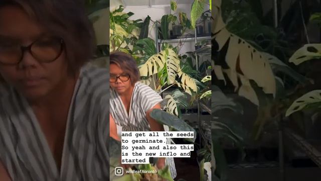 Anthurium Luxurians смотреть онлайн