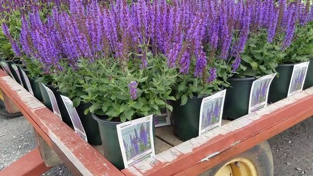 Best Perennials - Salvia nemorosa 'Bumbleblue' (Meadow Sage) смотреть онлайн