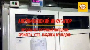 Алейниковский инкубатор.mp4