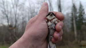 Lovlya ovsyanki remez,ловля овсянки ремез.29.04.2024.