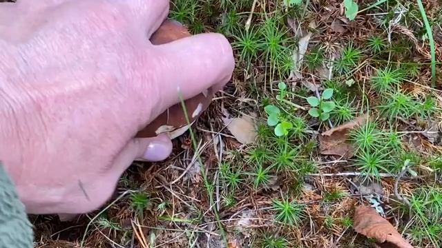 БЕЛЫЕ ГРИБЫ на своём участке!!!15 июля 2020 года.