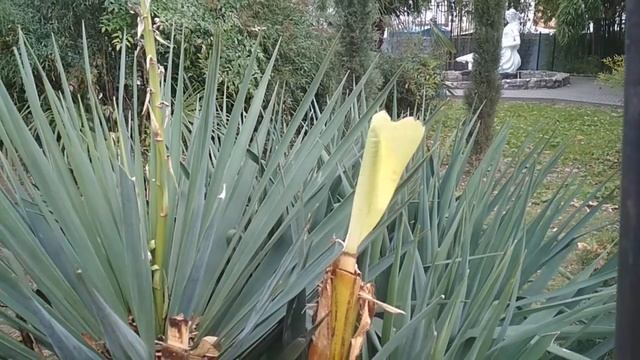 Банановая пальма в Сочи. смотреть онлайн