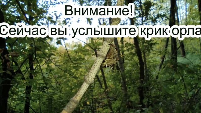 Батфорды. Хорошие сапоги. Надо брать. смотреть онлайн