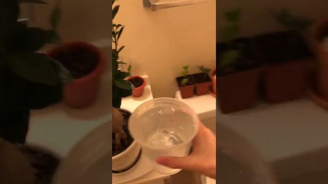 How to Water Ginseng Grafted Ficus Bonsai Tree смотреть онлайн