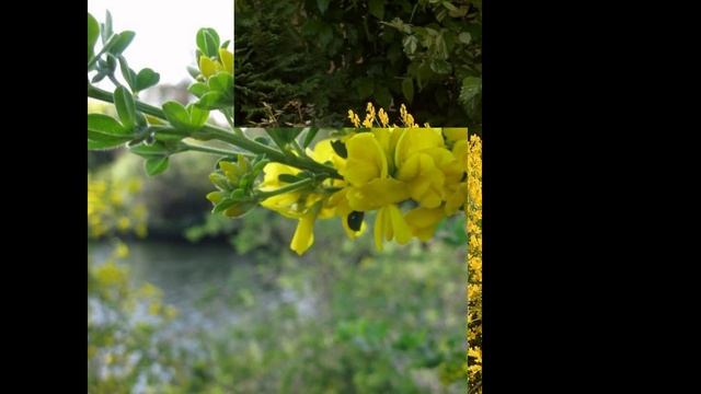 ДРОК  (GENISTA)  Cем. Бобовые