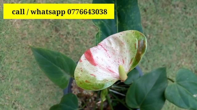 Anthurium Wagawa | ඇන්තූරියම් වර්ග විකිණීමට | Anthurium Plants | Splash Anthurium Flower Plant