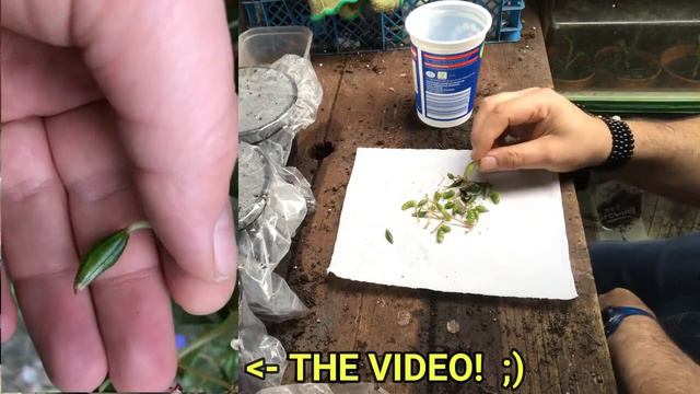 14 HARVESTING MORE SEEDS   GODETIA   MESEMBRYANTHEMUM   IMPATIENTS   PASSION FRUIT/FLOWER