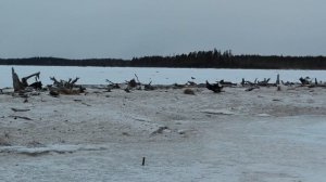 ТЕТЕРЕВИНЫЙ ТОК.  ВЕСНА 2020. ОХОТА НА ПТИЦУ В КАРЕЛИИ. ОХОТА НА ТЕТЕРЕВА. КАРЕЛЫЧ В ЛЕСУ.