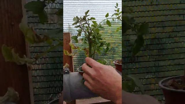 Корень у Помидор на Гидропонике система NFT конец аутдора смотреть онлайн