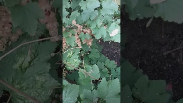 Белая смородина сорта "Версаль", секреты солидного урожая смотреть онлайн