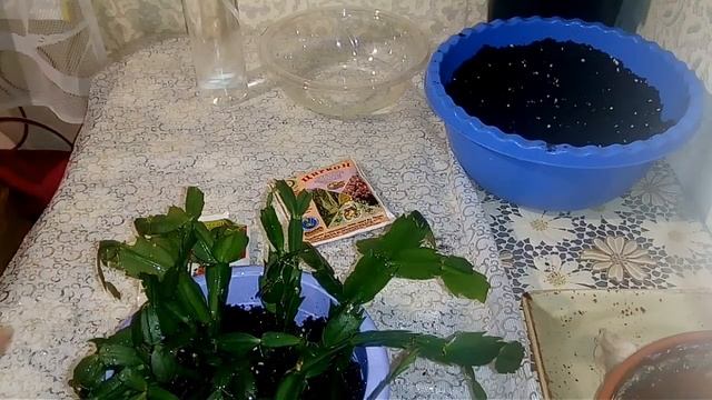 Декабристы. Тяжёлый случай. смотреть онлайн