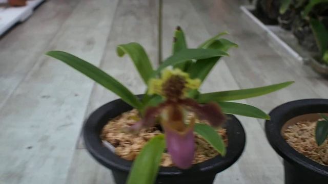 [화이의 난초이야기] 파피오페딜룸 헨리아눔으로 보는 난꽃 구조와 특징 (Paphiopedilum henryanum;향리두란; 亨利兜兰) смотреть онлайн