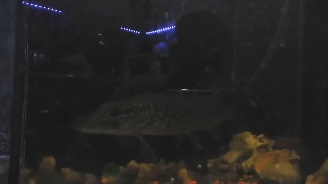 Шок! речная щука дома в аквариуме ест рыбу / Shock! river pike at home in the aquarium eating fish смотреть онлайн