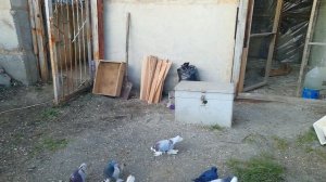 голуби ленинаканские бойные хобби