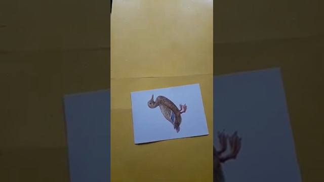 Развитие речи. Домашние птицы и их детеныши. 2 младшая группа. смотреть онлайн