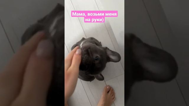 Мама, возьми меня на руки) #собакамилаха #малышка #люблюсобак #бульдогфранцузский #бульдог #милота смотреть онлайн