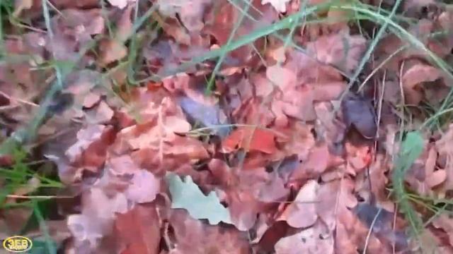 Поездка за грибами. Набрали мало, но зато белые! смотреть онлайн