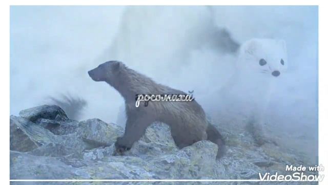 чем отличаются Арктика и Антарктика? смотреть онлайн