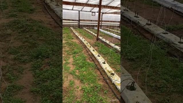 Вяжем веревки на шпалеру. смотреть онлайн