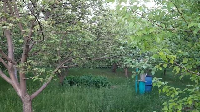Лисята на даче около Харькова. Выводок 2018 г. смотреть онлайн