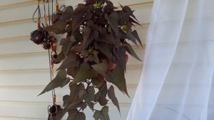 Ипомея батат.уход и выращивание летом.