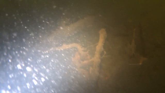 Пропала видимость, появилось много рыбы. Подводная охота. смотреть онлайн