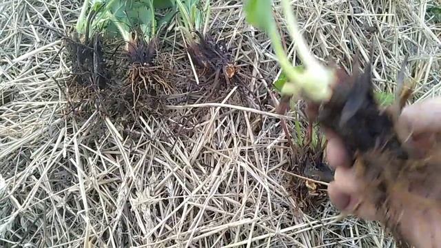 Как разделить куст земляники (клубники) для посадки // Ягодный Огород смотреть онлайн