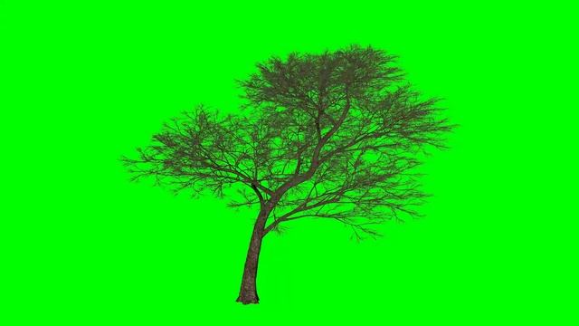 3D Animated Tree Stock Footage Green Screen HD Free Download смотреть онлайн
