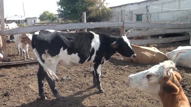 КОРОВЫ меня РАЗОРЯТ!  Хочу ДРУГИХ!