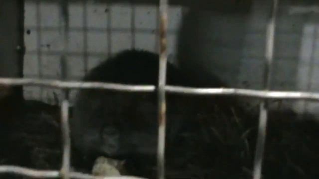 НАШИ НУТРИИ ЗИМОЙ смотреть онлайн