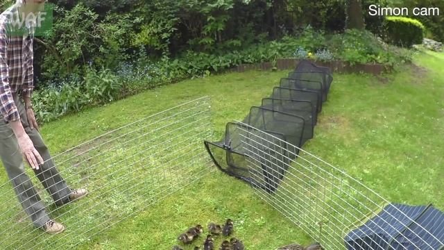 Duck and her ducklings helped to safety! смотреть онлайн