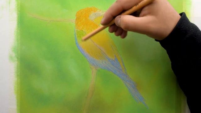 Drawing Colorful Bird using Pastel Color Pencil смотреть онлайн