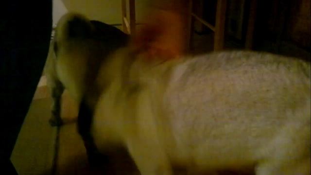 Greedy Pugs Scoff Down Roast Chicken смотреть онлайн