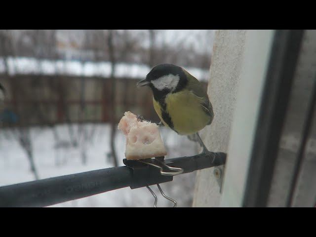 Сало смотреть онлайн