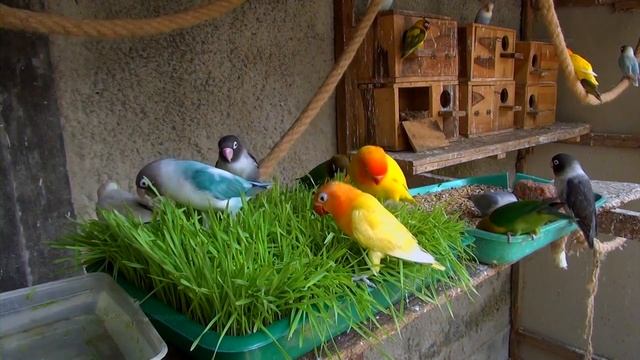 Lovebirds Meal Time: WheatGrass !!! - Saturday, July, 31st 2021