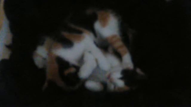 Kitten madness | Throwback Friday смотреть онлайн