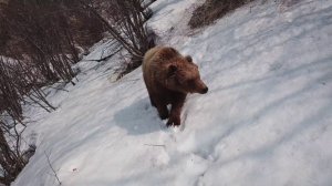 Весна, медведи Камчатки проснулись...