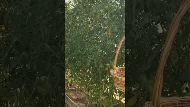 Высокие стройные помидоры около 2 метров, должны быть около 80 см! смотреть онлайн