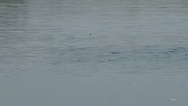 Рыбалка. Ловля карася,карпа на удочку! РЫБАЛКА НА ПОПЛАВОК! смотреть онлайн