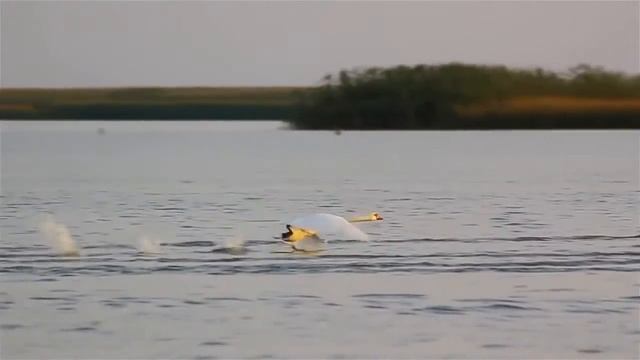 Как взлетают лебеди 2 смотреть онлайн