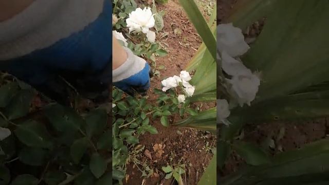 Почвопокровная роза. Белая. смотреть онлайн