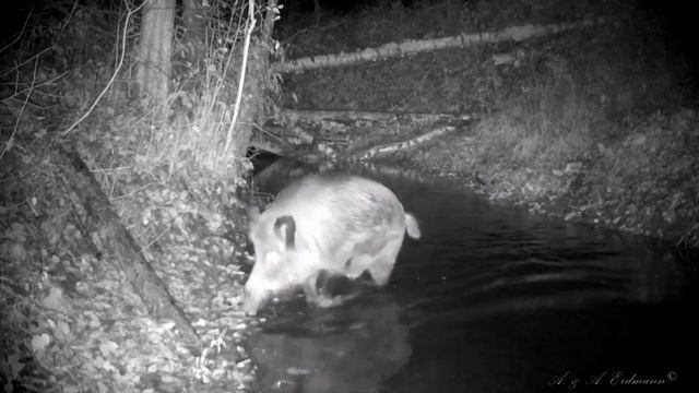 Бобр, олени, кабан, дрозды и американская норка BROWNING BTC-7A смотреть онлайн