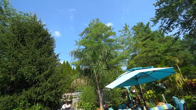 Growing Queen Palms Indoors смотреть онлайн