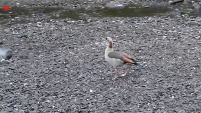 Нильские гуси на Лизере раз (нем. Nilgänse auf Lieser) смотреть онлайн