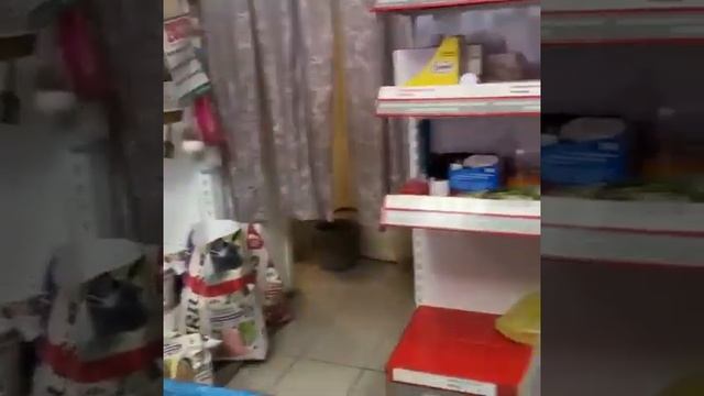 Помощь женщине, которая выхаживает больных кошек смотреть онлайн