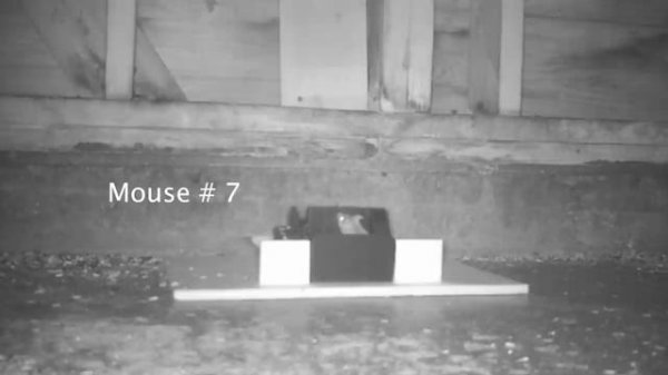 The Incredible Mouse Delete-R Robot Mouse Trap. Mousetrap Monday