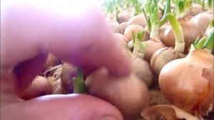 Как сажать лук на перо