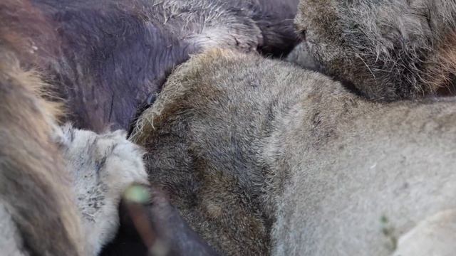 LIONS Devour BUFFALO in FEEDING FRENZY смотреть онлайн