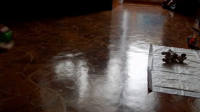 Цвергпинчер Бусинка. 2 месяца. Играет. смотреть онлайн